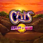 cats split n win